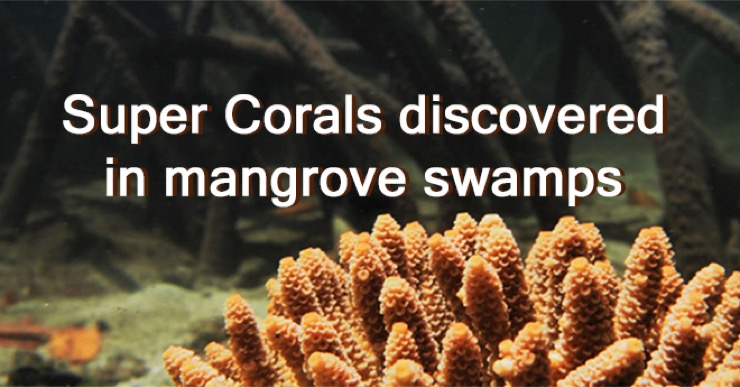 Scientists have discovered up to 30 species of Coral that have adapted to live in climates harsher than 2100 ocean predictions.