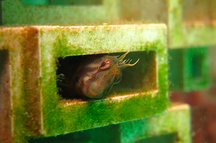 A Tasmanian Blennie takes shelter in one of our 3D printed habitat panels.