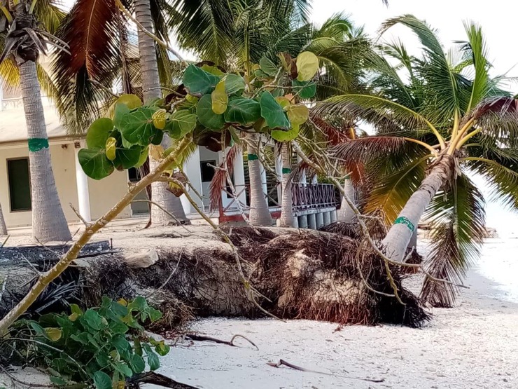 A fallen tree with eroded earth around it. behind it a house sits on stilts which are exposed.