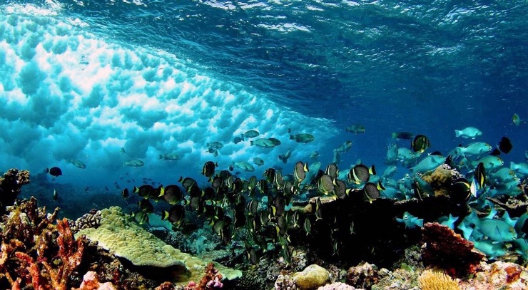 A healthy coral reef with fish swimming around it.