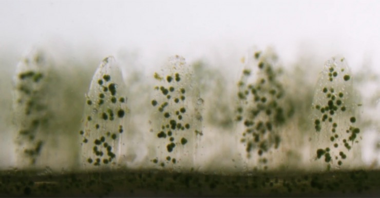 Artificial coral with incorporated algae which can be used a biofuel