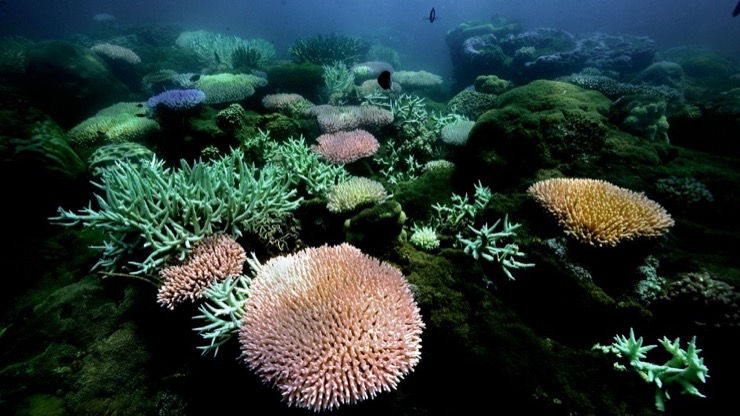 Bleached corals on Pandora Reef, Great Barrier Reef in 2017. Photo: Institute of Marine Science / Eric Matson