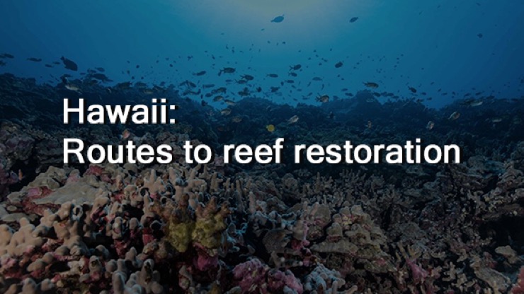 A healthy coral reef with the words, Hawaii: Route to  reef restoration, overlaid.