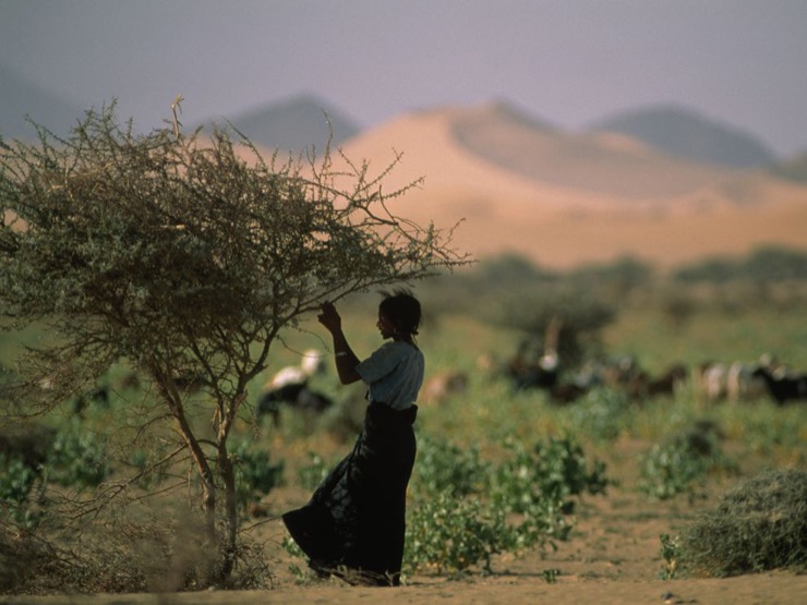 A girl tends goats on the edge of the Sahel in Feris, Niger.