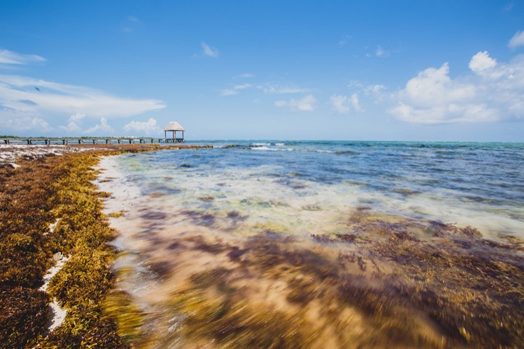 Aerial view of sargassum removal efforts in Puerto Morelos, Quintana Roo.Credit Rodrigo Arangua via New York Times