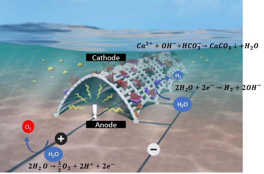 CCell reefs with checmical equations for hydrolysis and formation of calcium carbonate