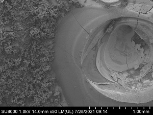 Scanning electron microscope image