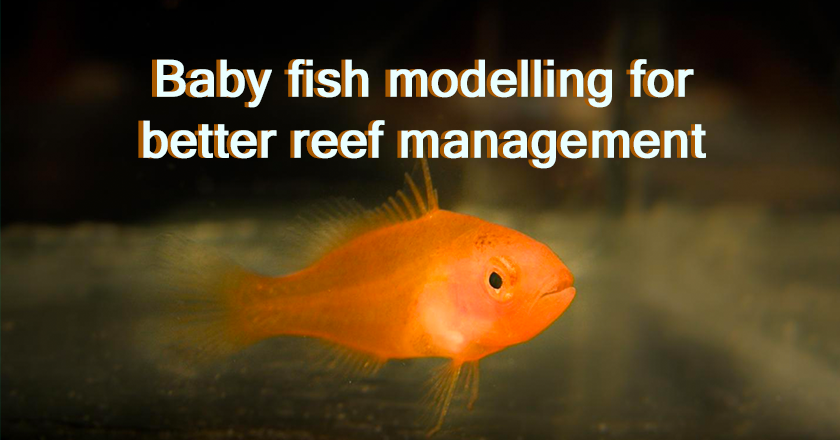 Baby fish modelling for better reef management