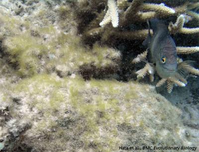 A Damselfish seen here with their algal lawn (Hata et al., BMC Evolutionary Biology) 