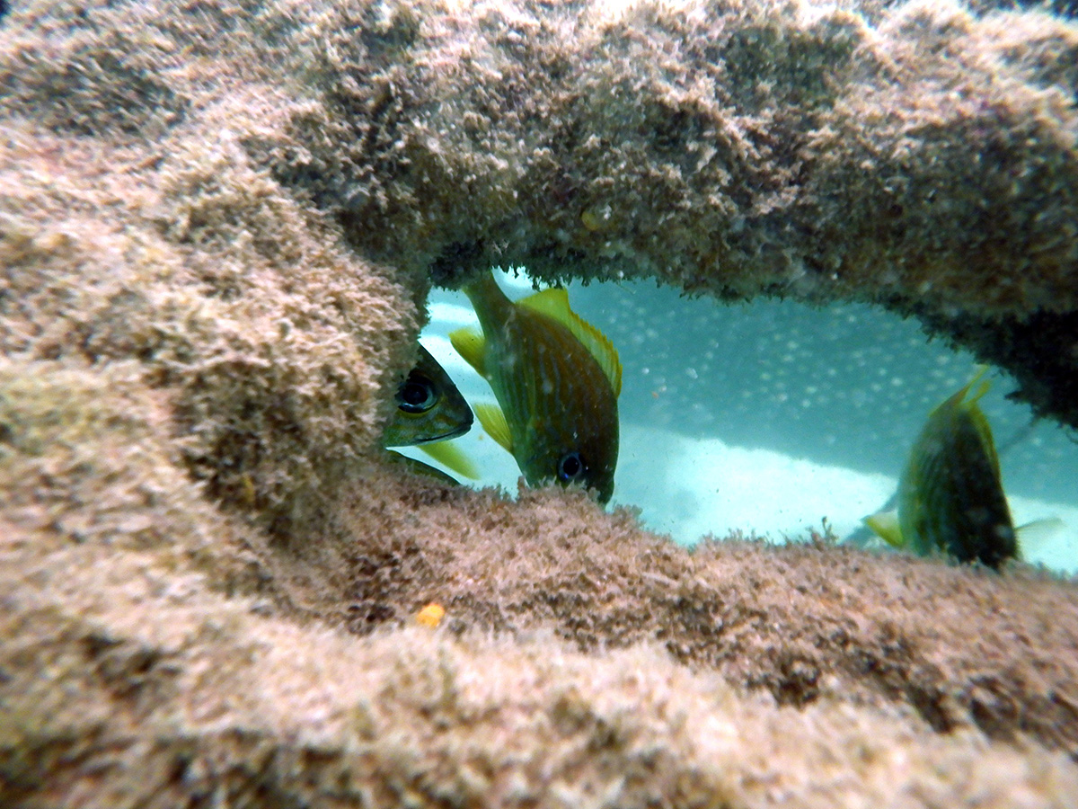 Grent Grunt sheltering in reef