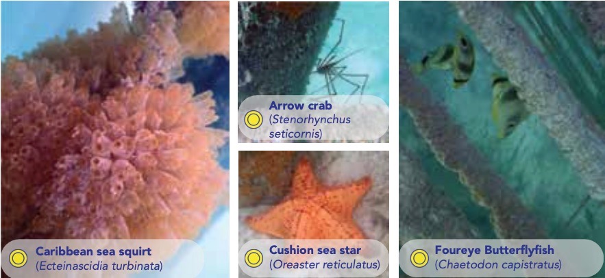 Development of marine life