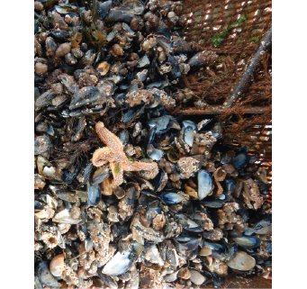 Blue mussels and starfish settled on CCell reef out of water.