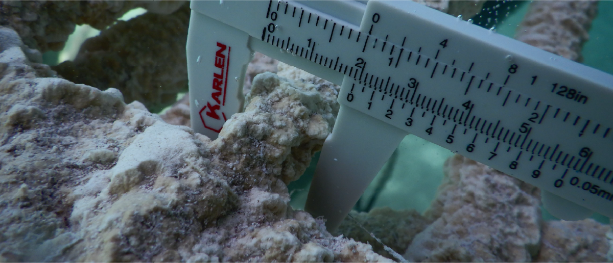 Mineral-rich rock growth on CCel Reef