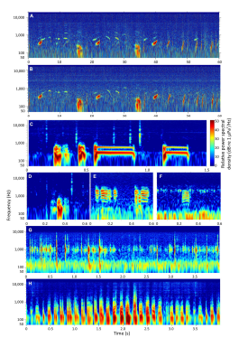 Research on bioacoustics from Dr. Aaron Rice - Cornell University