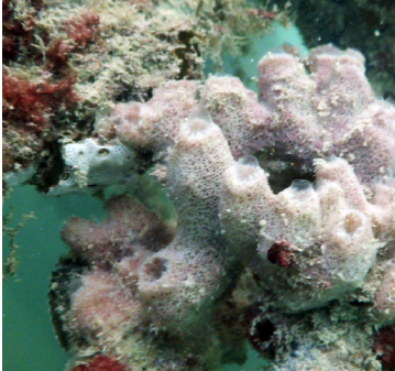 Pink Sponge on CCell Reef.