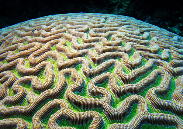 Pseudodiploria strigosa (symmetrical brain coral)