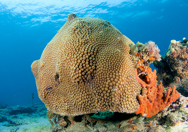 Montastrea cavernosa (great star coral)